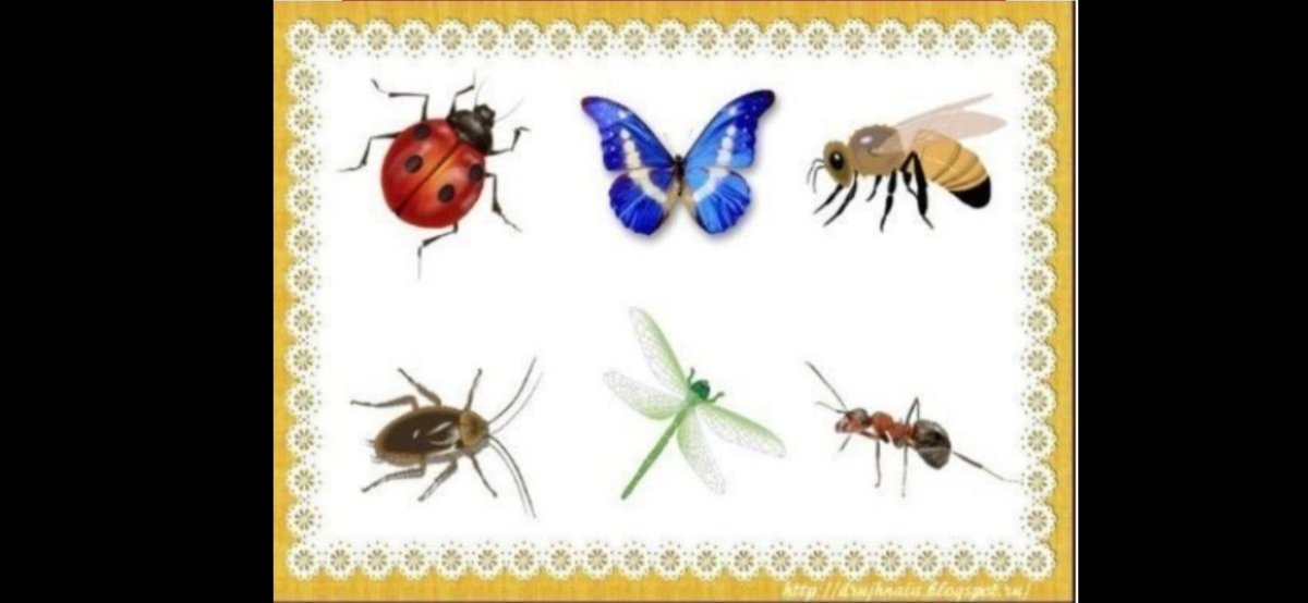 Насекомые для дошкольников