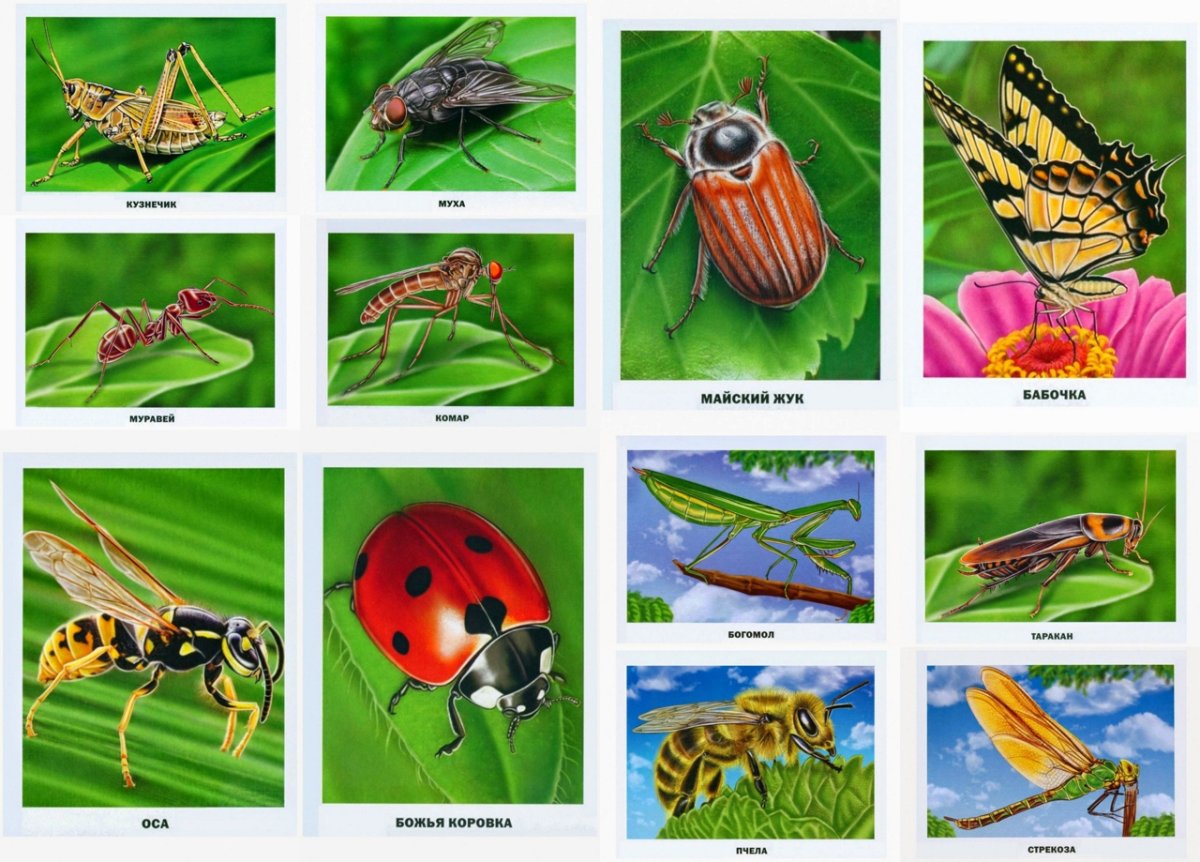 Дидактическое пособие насекомые