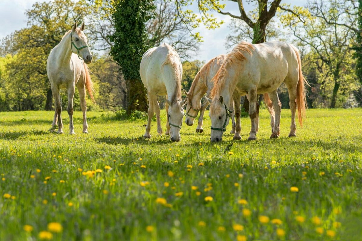 Лошади на лугу