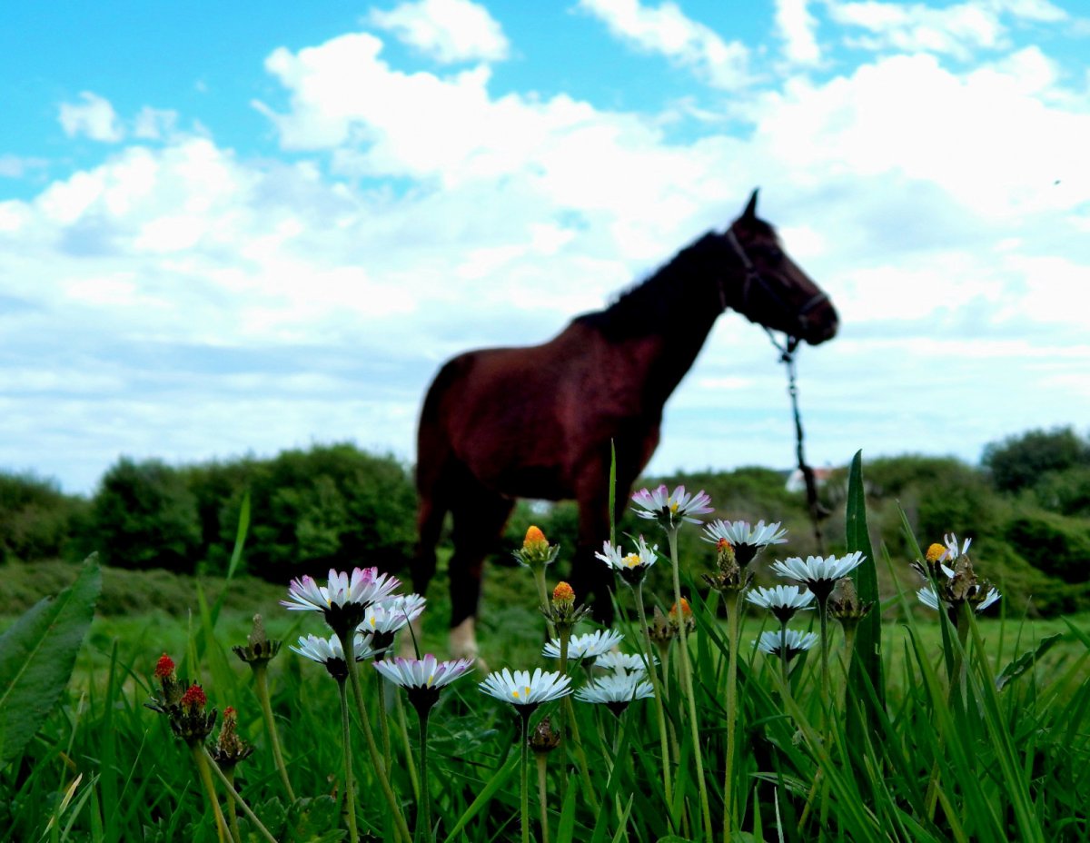 Лошади среди цветов