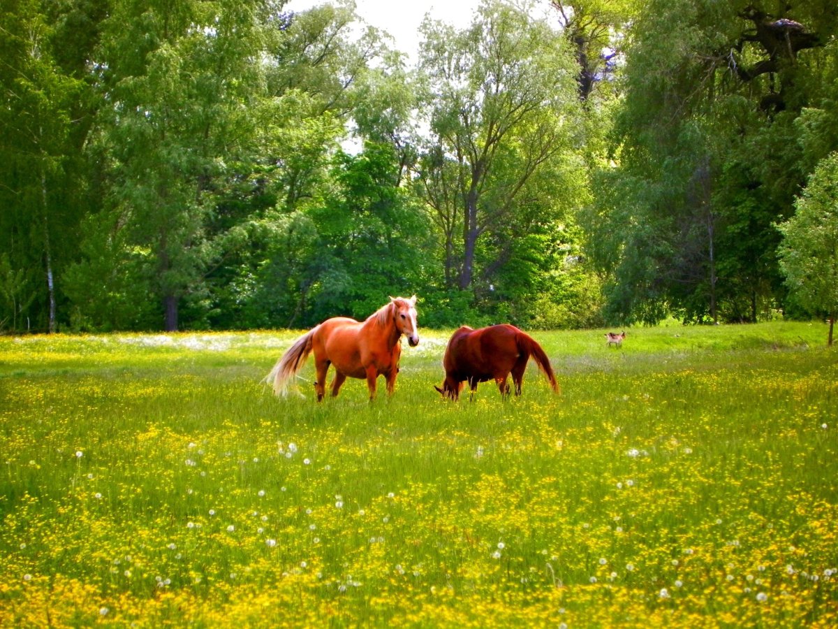 Лошади на лугу