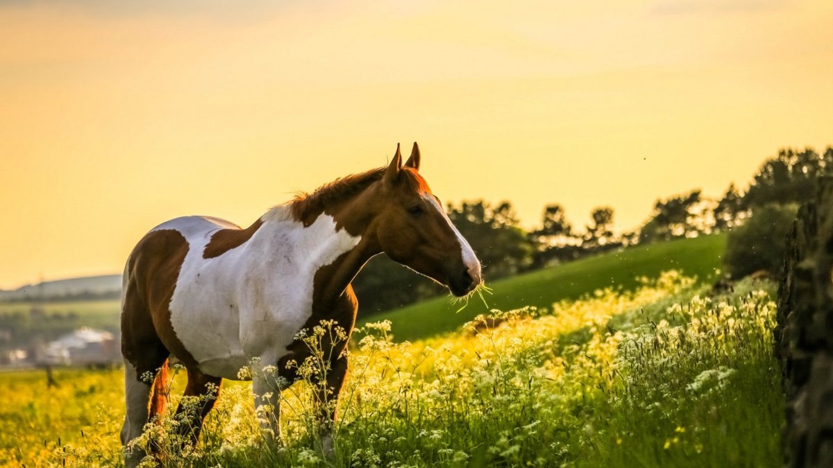Лошадь в поле
