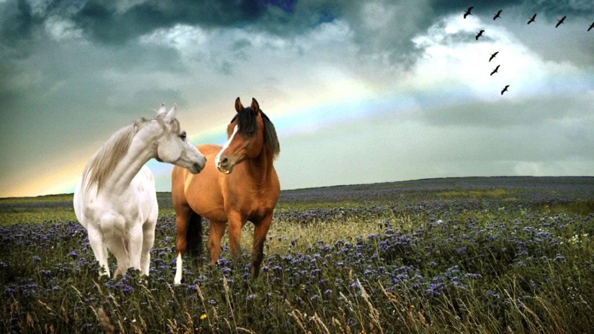 Конь в поле