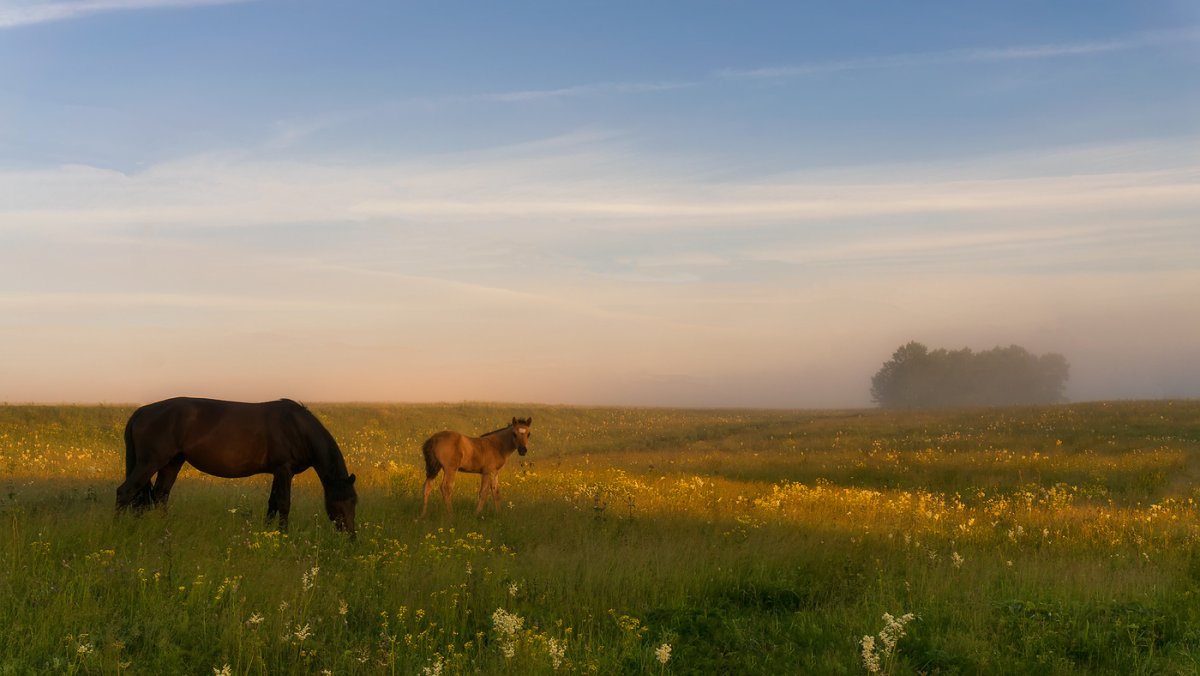 Донские степи Ростовской области