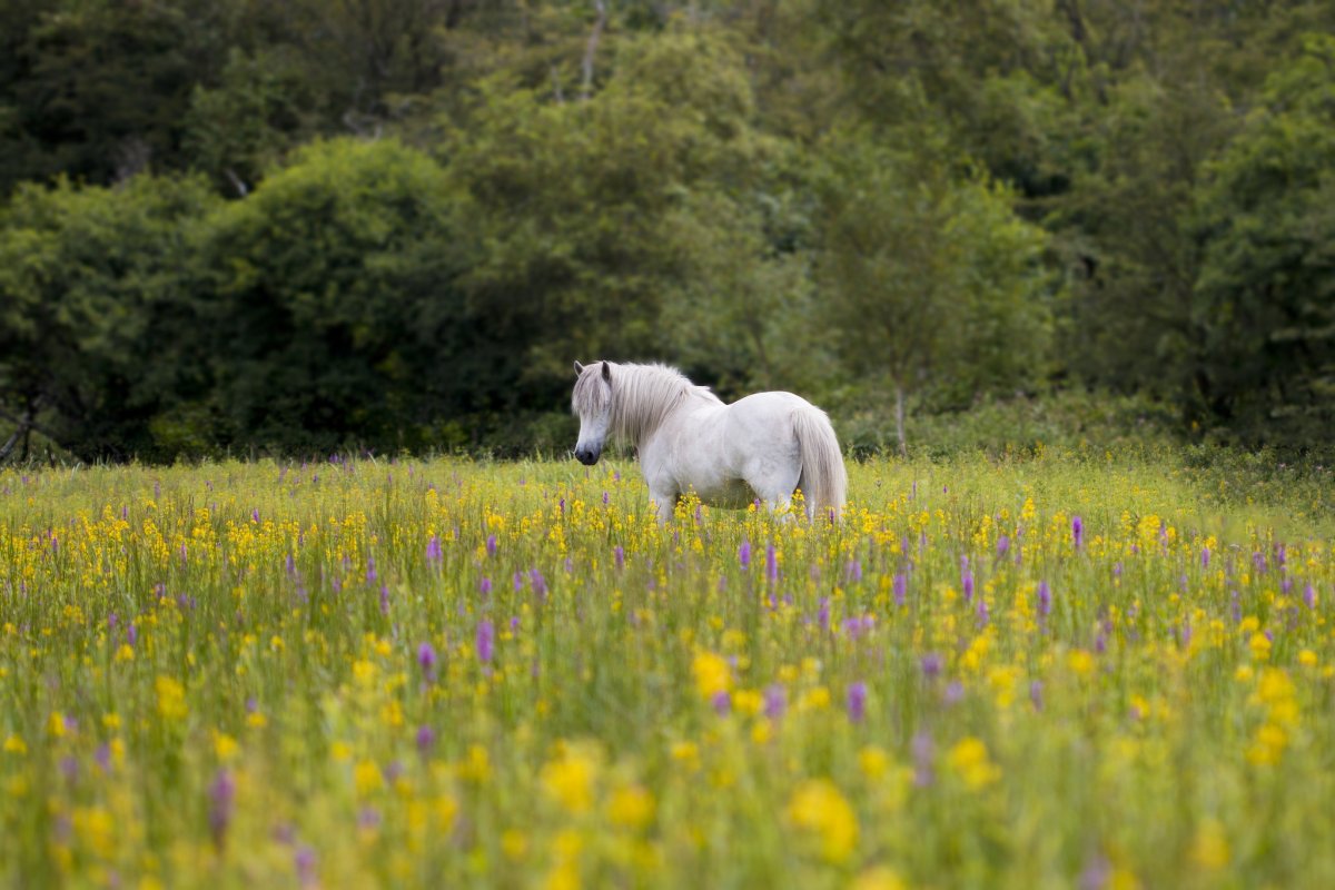 Кони на лугу