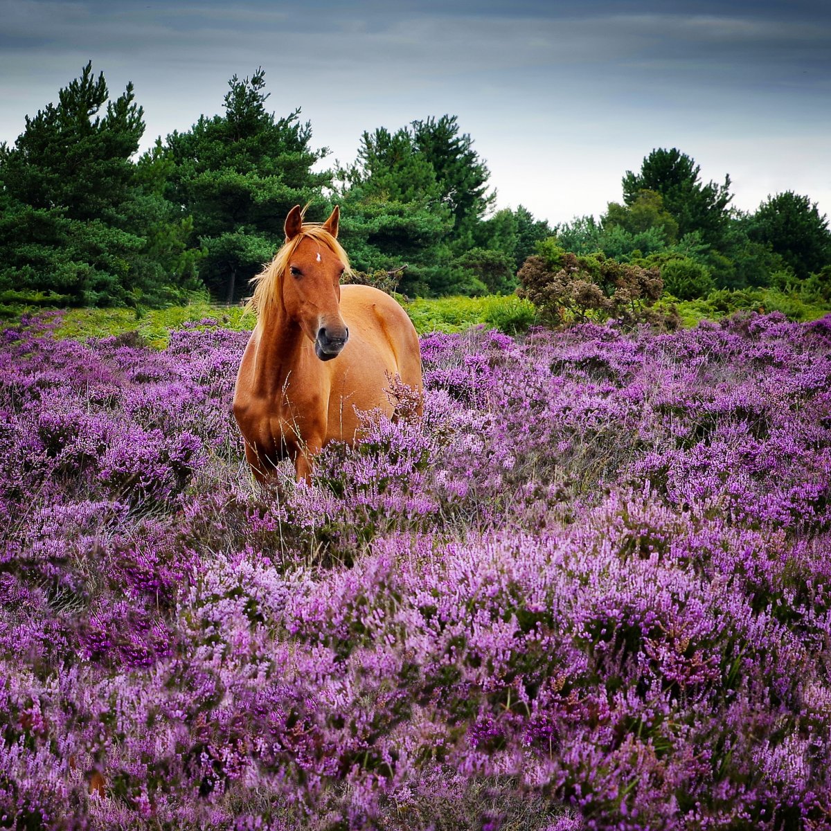 Лошадь на цветущем лугу
