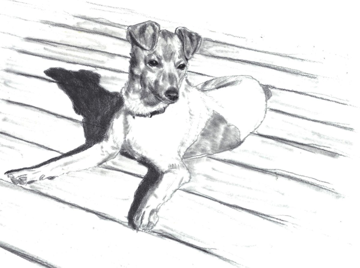 Барбос и Жулька раскраска