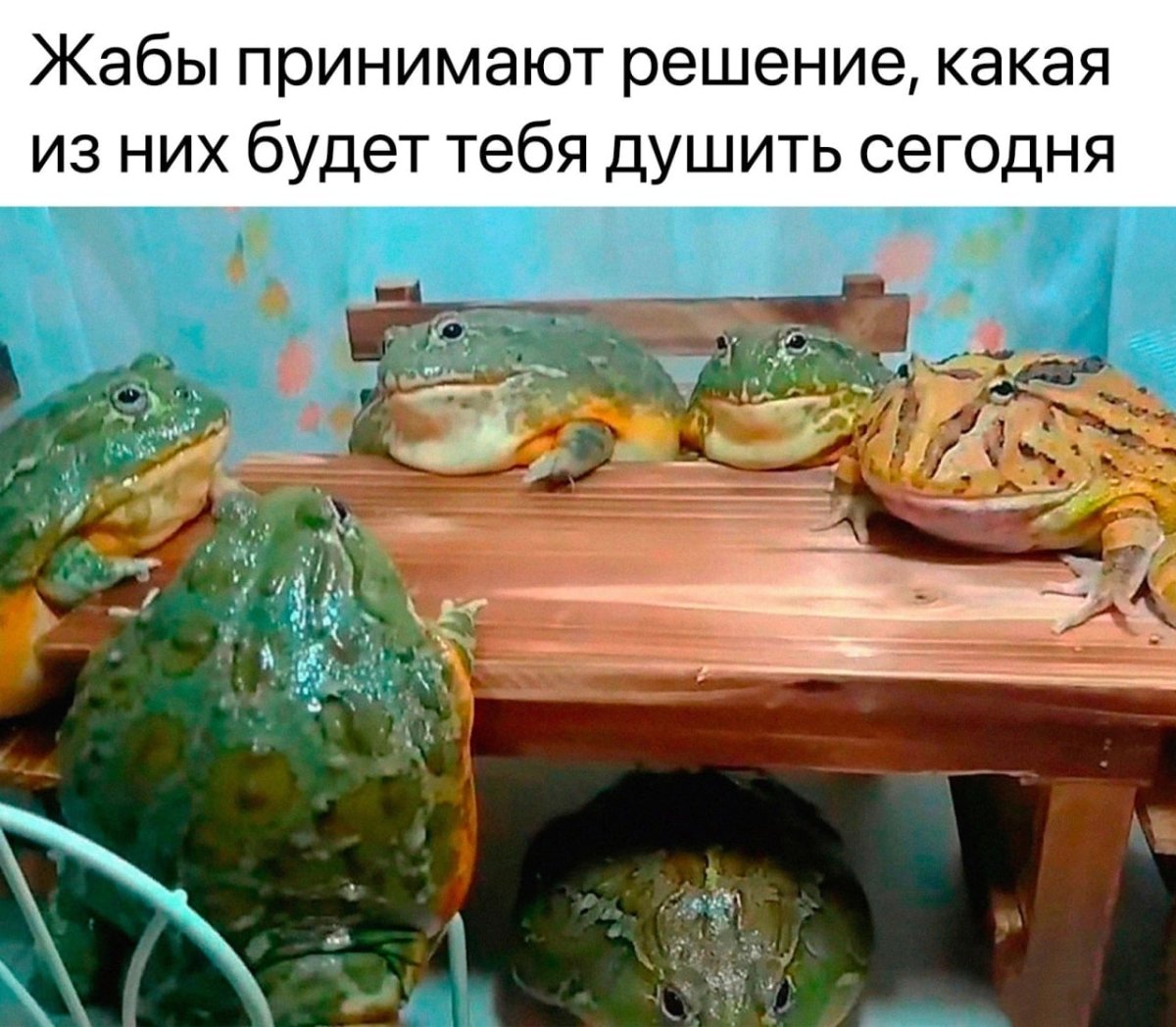 Жаба душит рыбу