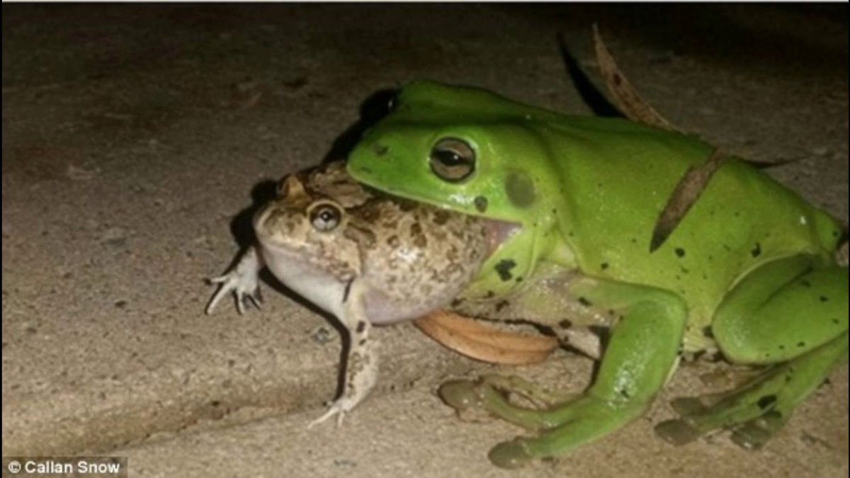 Жабы жабятся