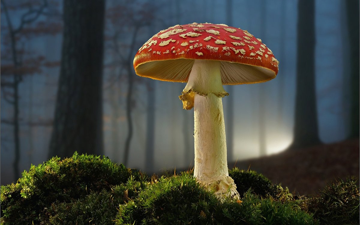 Мухомор царство грибов