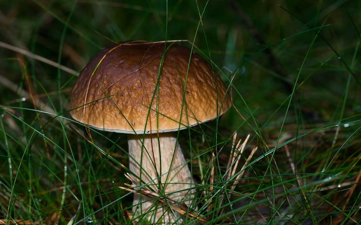 Белые грибы Макросъёмка