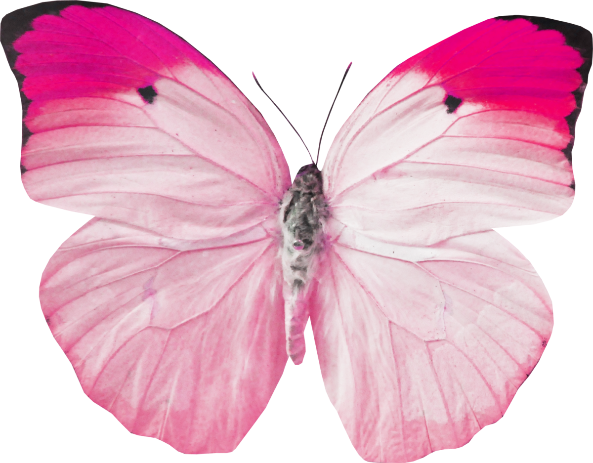 Бабочка бело розовая
