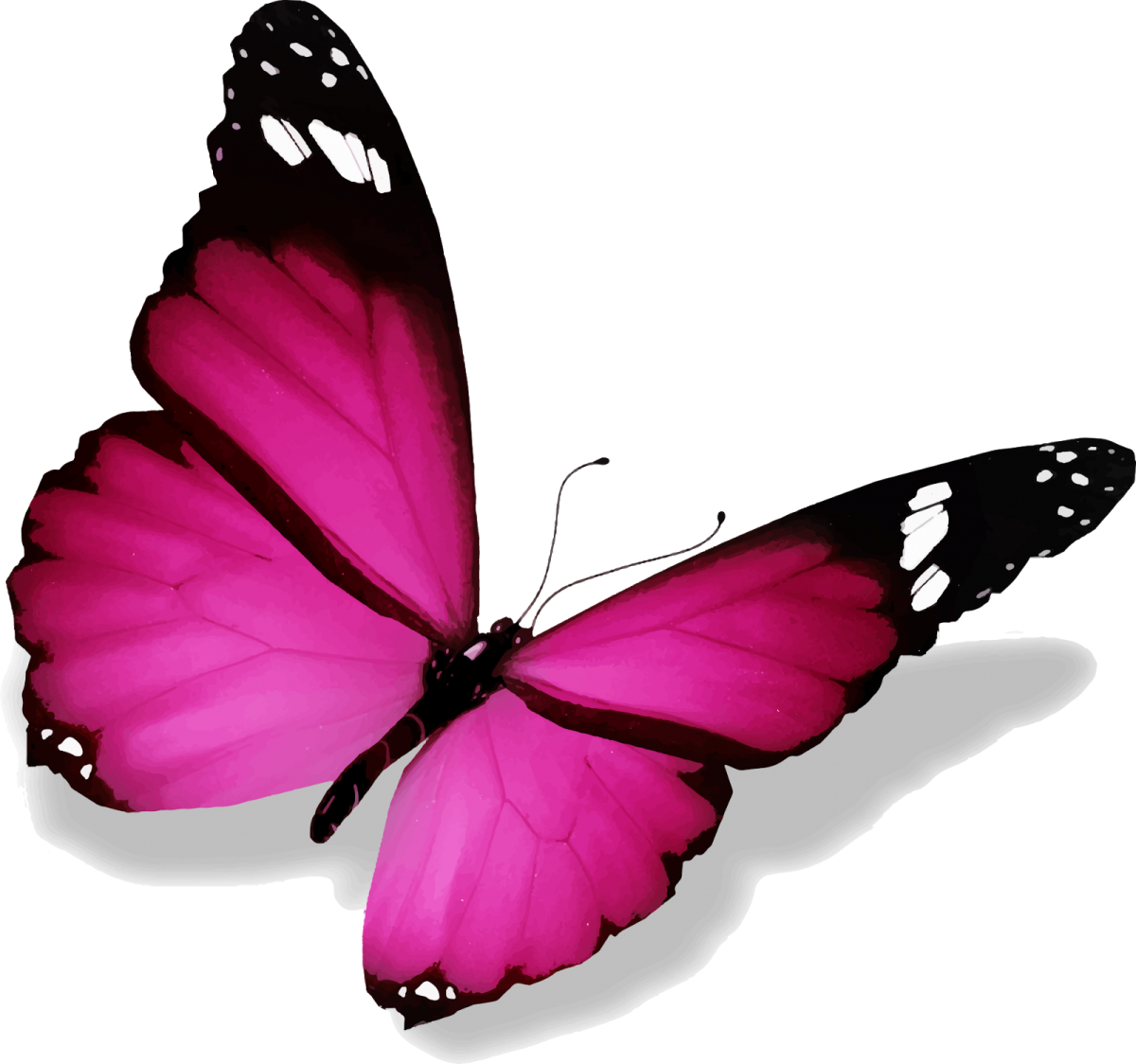 Белая розовая бабочка. Розовые бабочки. Бабочки на белом фоне. Розовые бабочки на белом фоне. Бабочка рисунок.