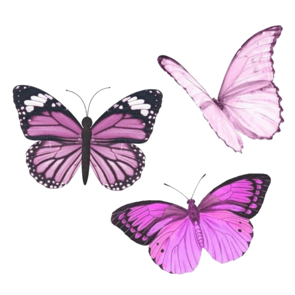 Розовые бабочки. Сиреневые бабочки. Бабочка фиолетовая. Бабочка рисунок.