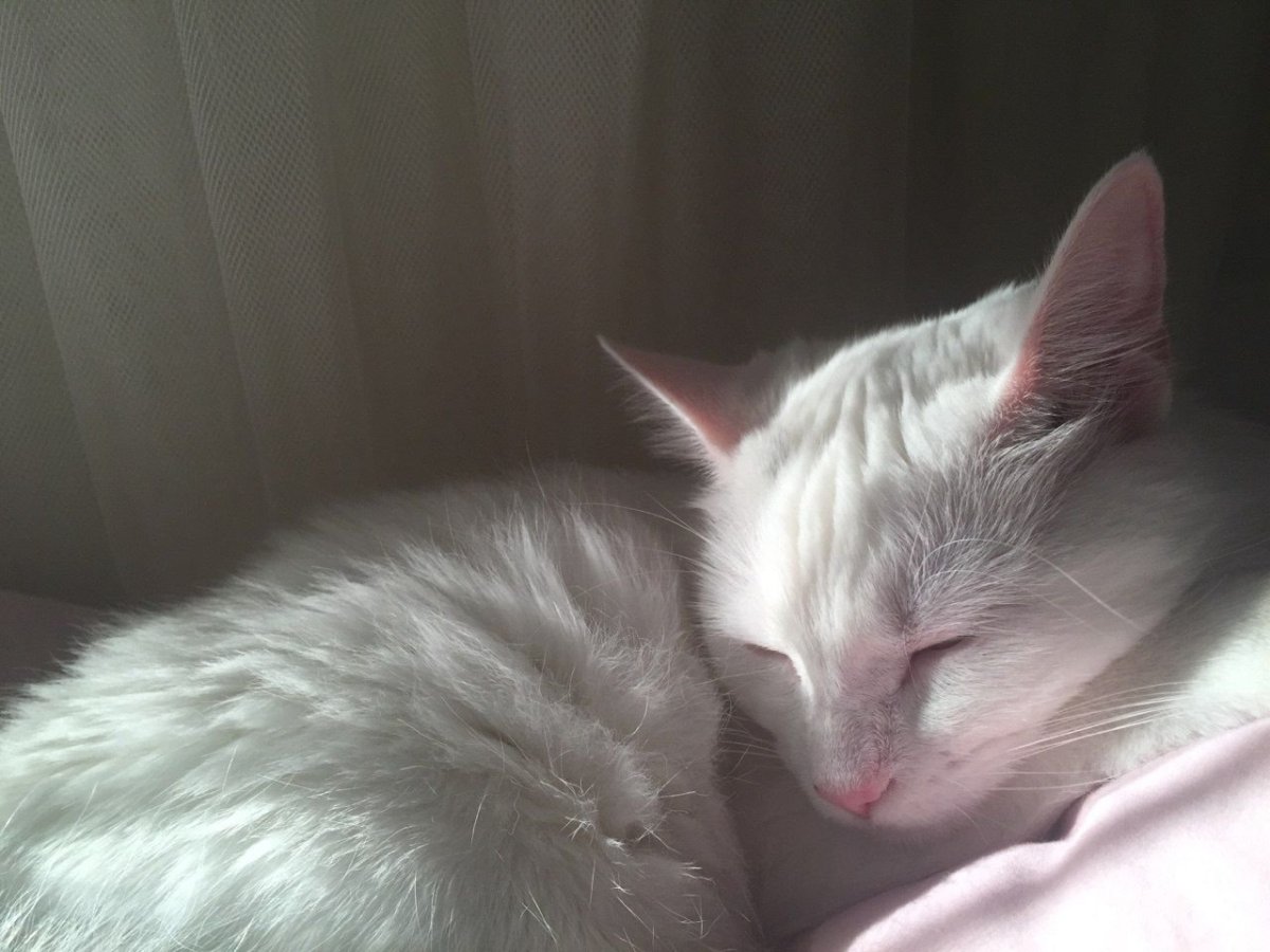 Белый котик спит