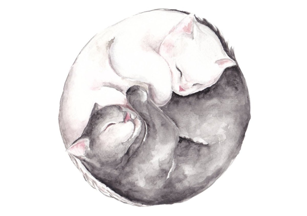 Спящий кот рисунок