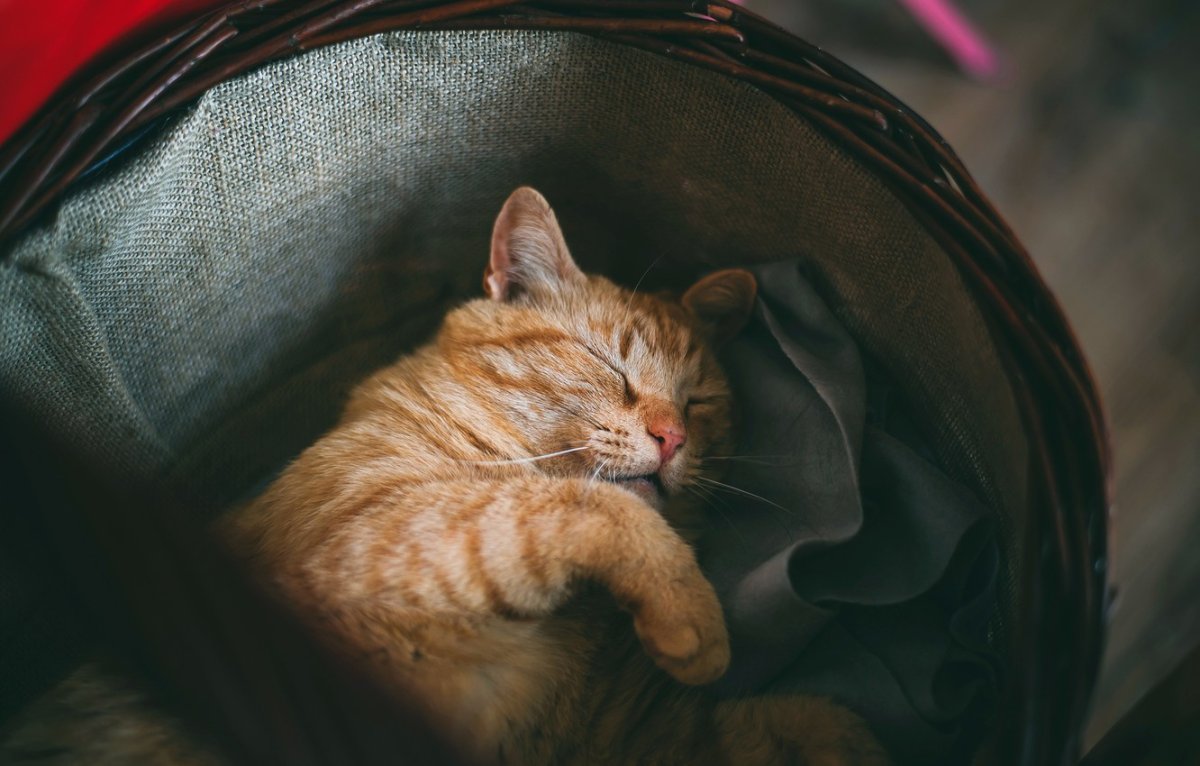 Спящий котик