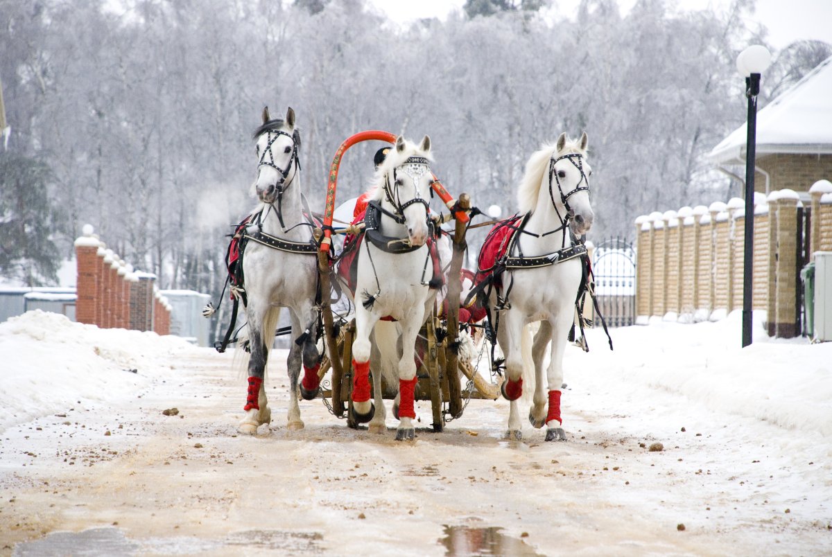 Новогодняя лошадь