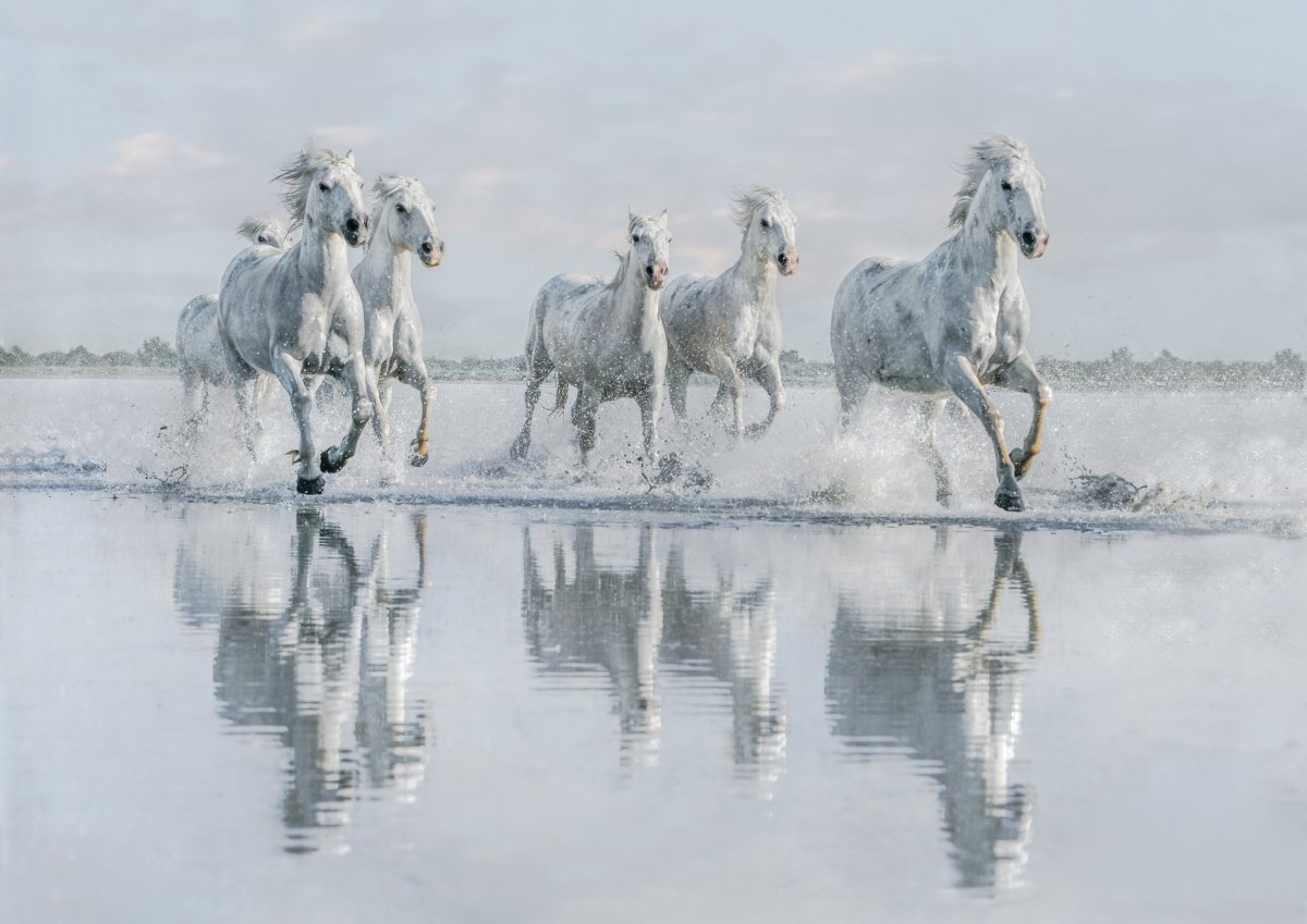 Тройка орловских рысаков в упряжи