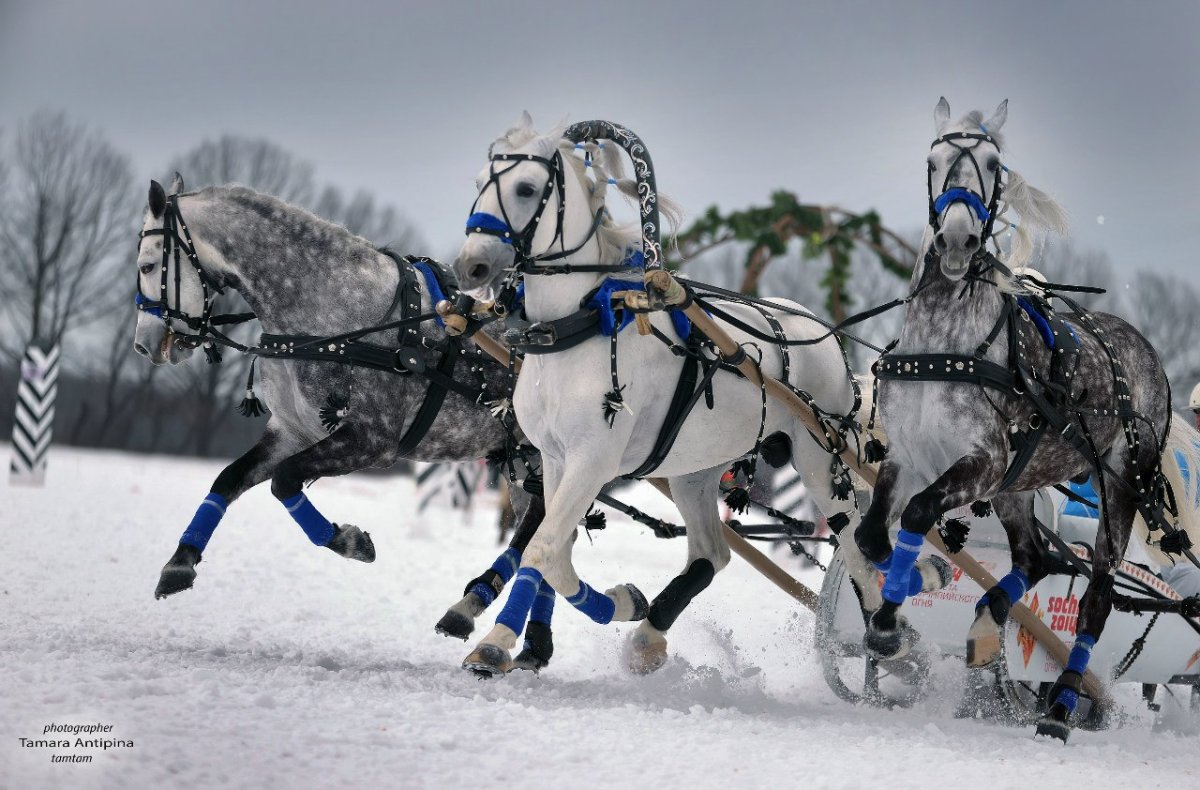 Тройка лошадей