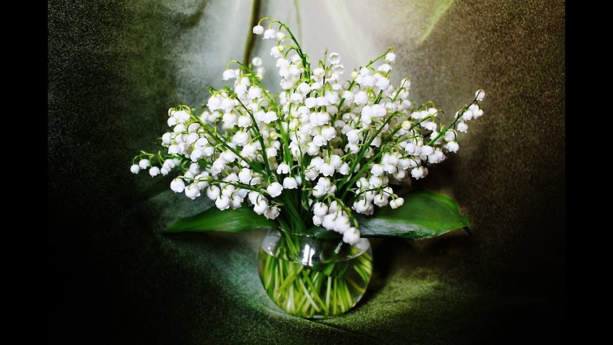 Голландский Ландыш