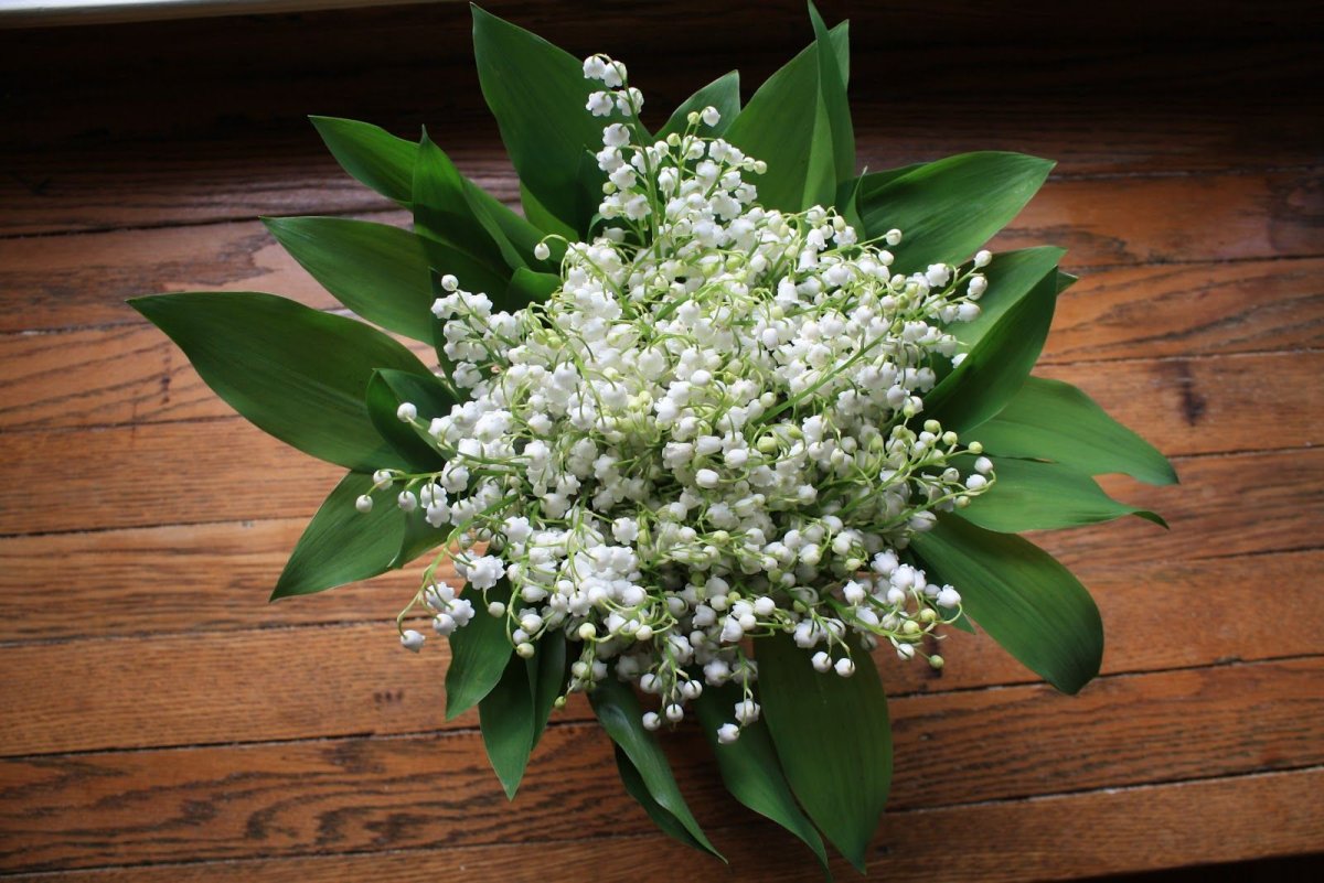 Фрея Ландыши