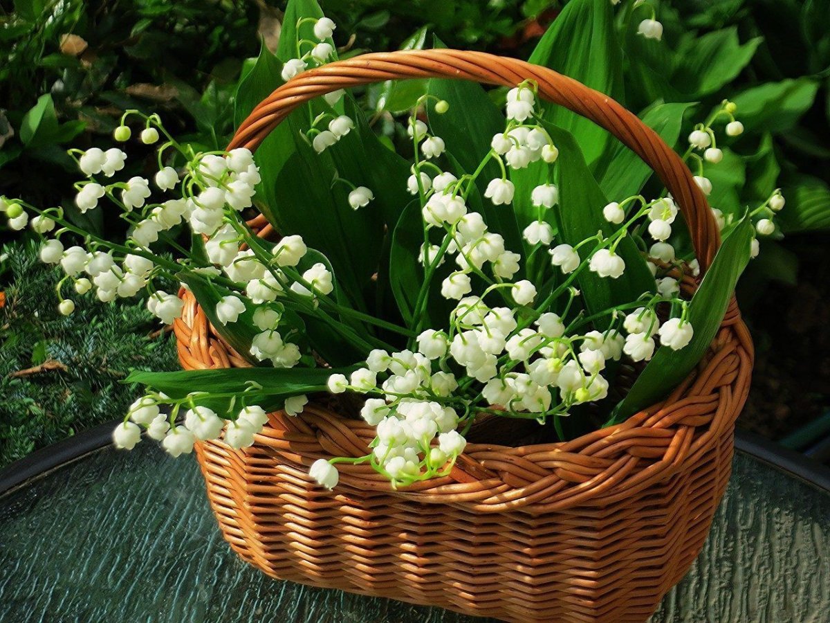 Ландыши в корзине