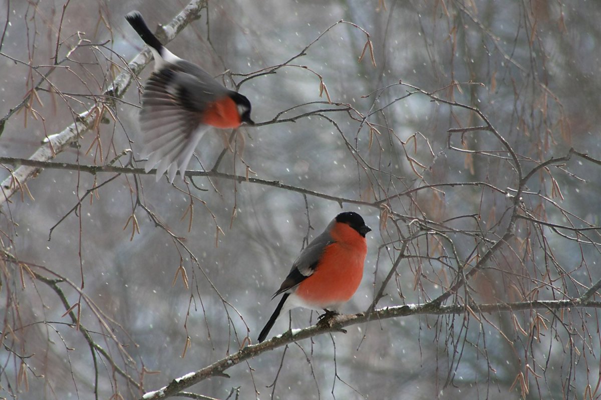 Снегириная стая