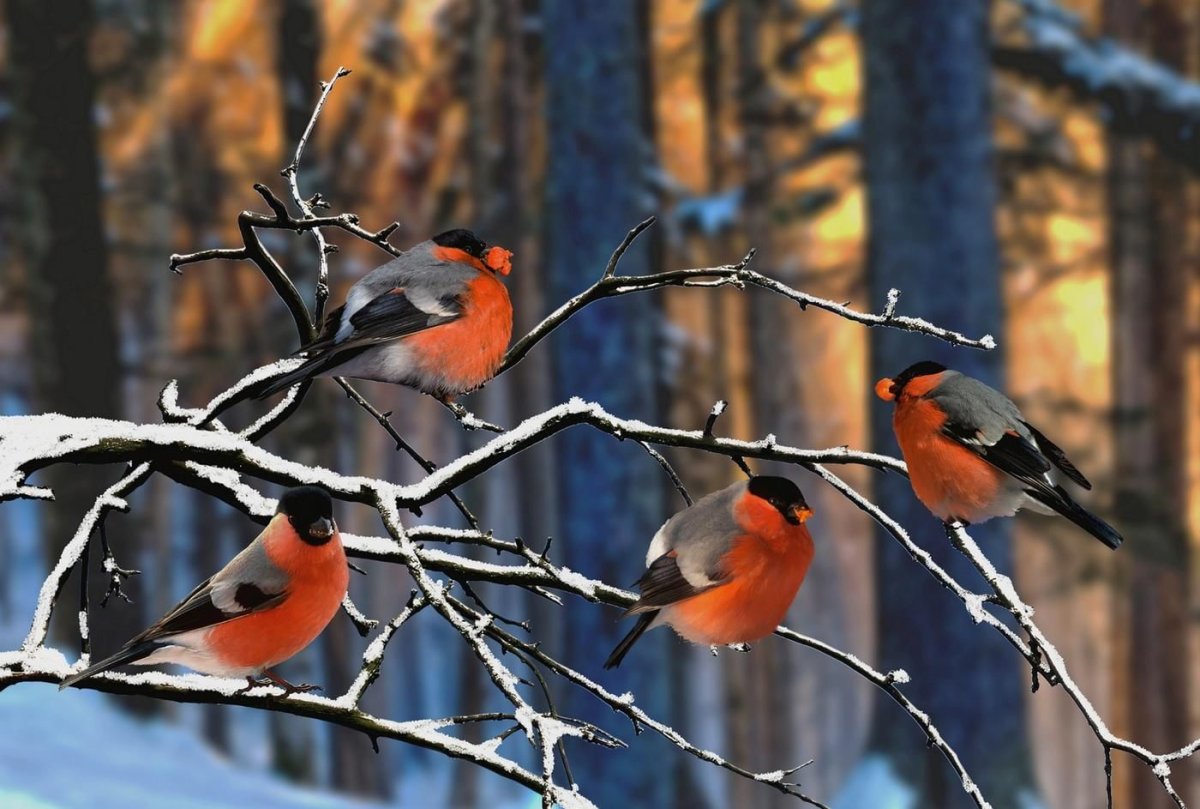 Снегири зимой