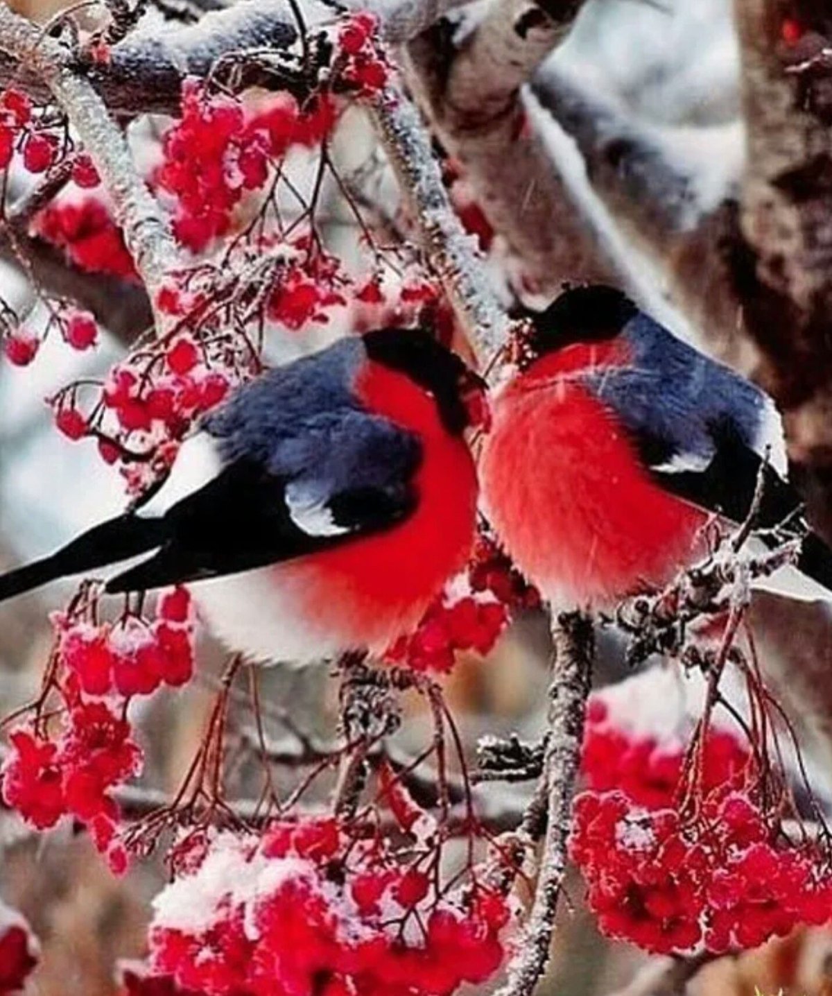 Снегири на рябине зимой