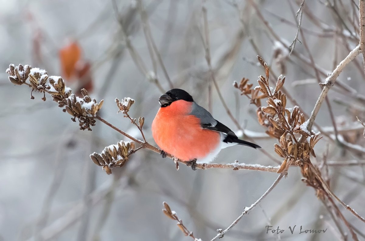 Анимированный Снегирь