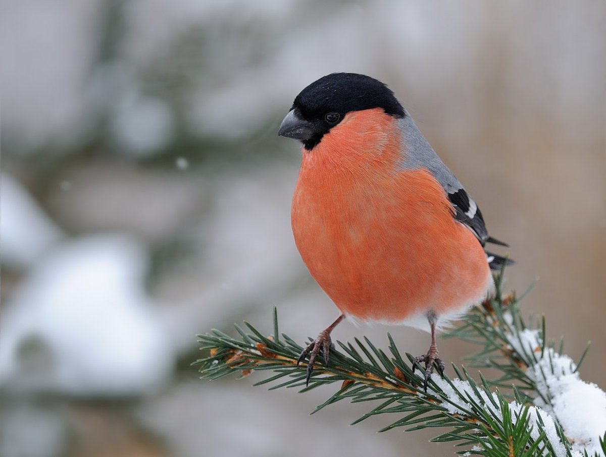 Снегирь хохлится
