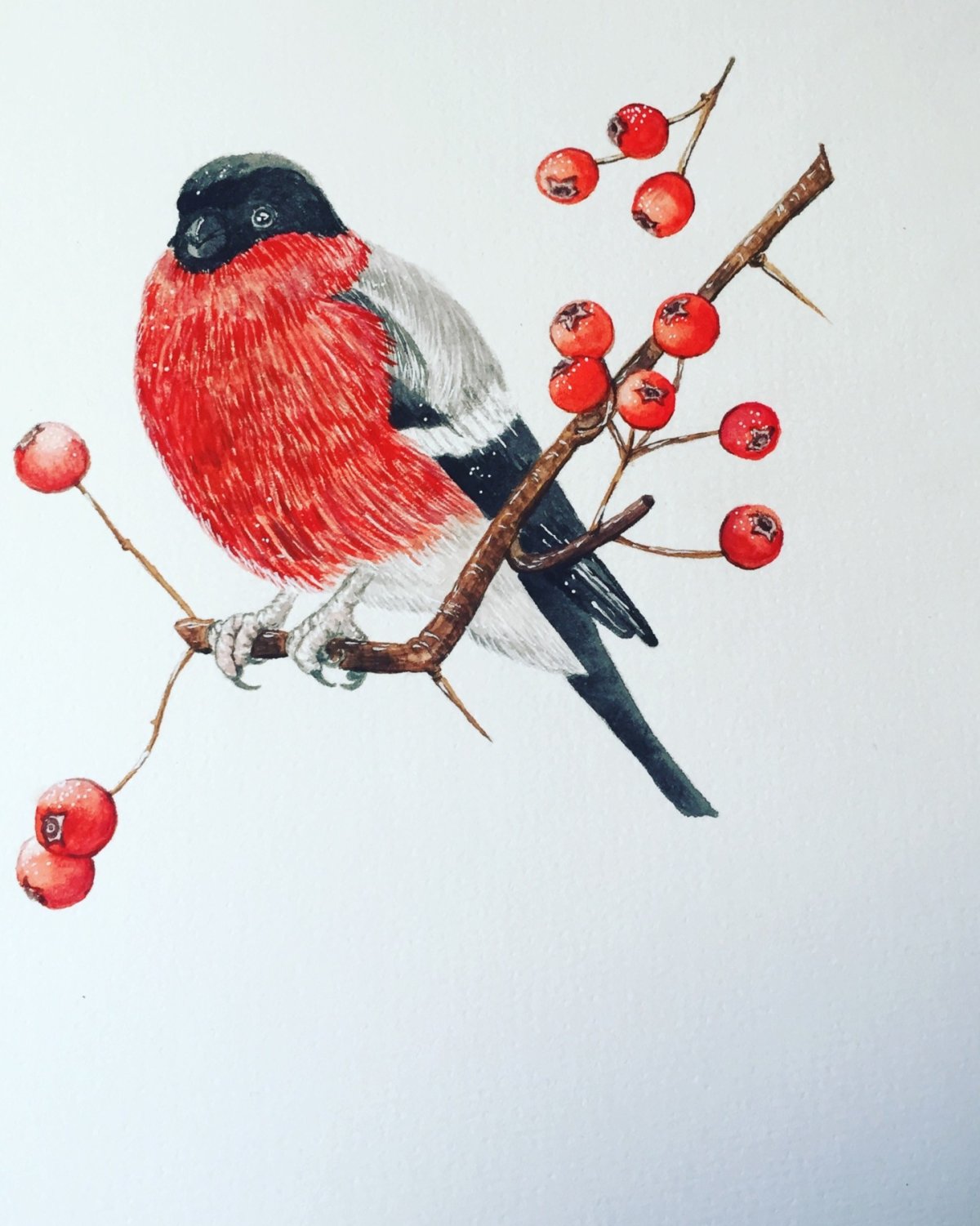 Снегири на рябине