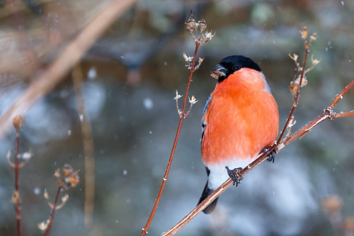 Снегири весной картинки
