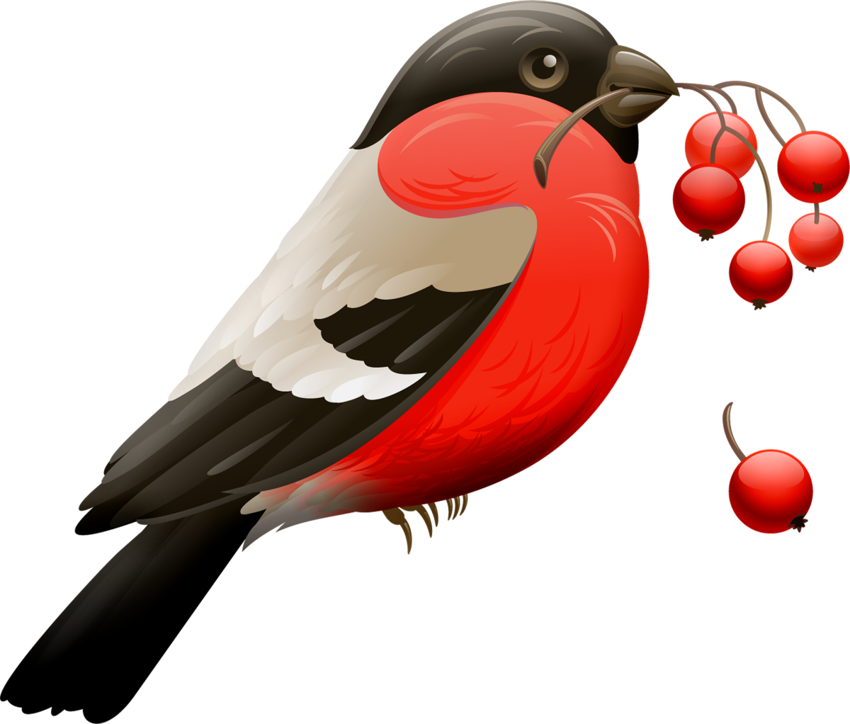 Снегирь на белом фоне для детей