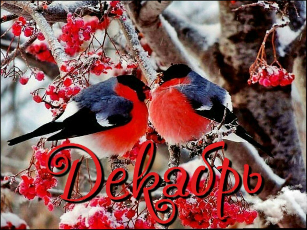 Снегирь на заснеженной ветке рябины