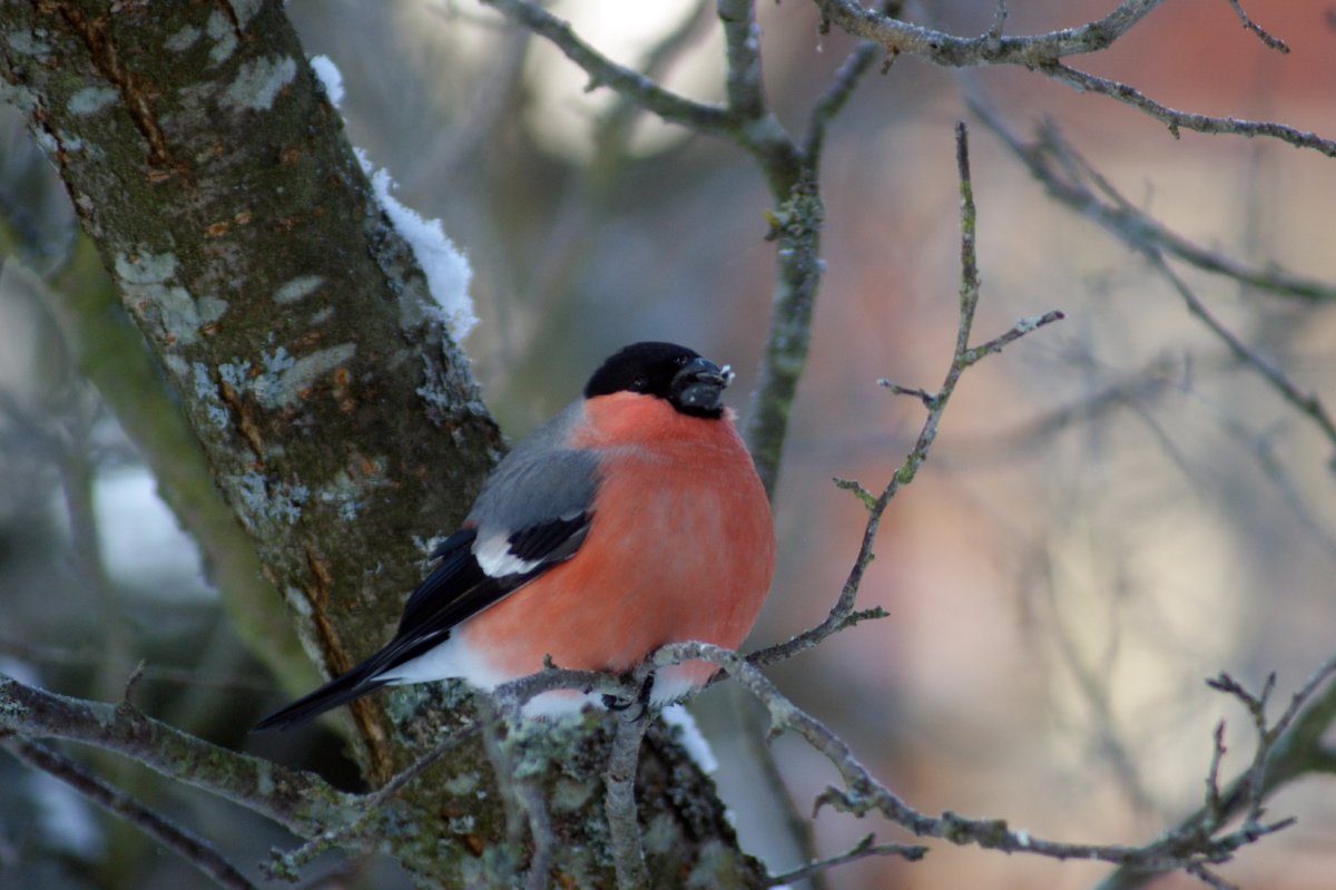 Снмгирь на веткм рябины