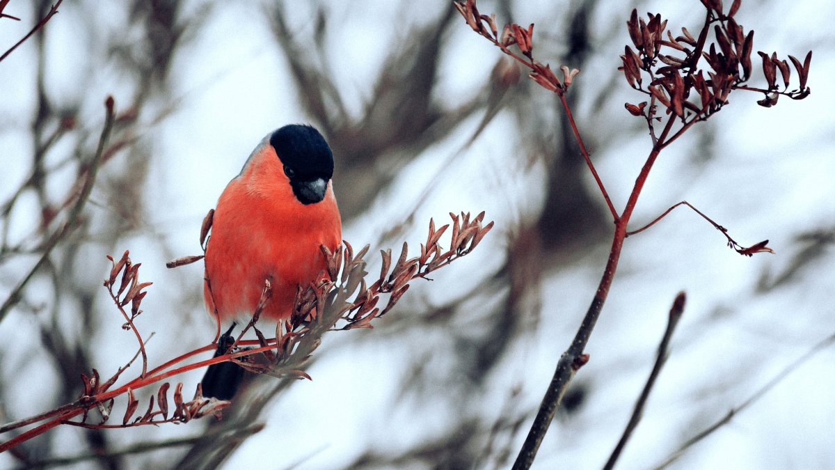 Снегири сражаются