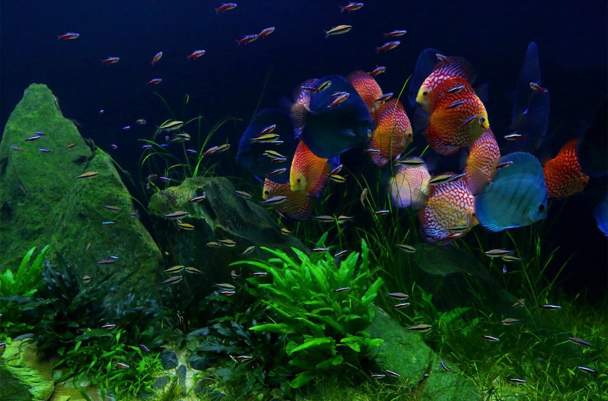 Рыбки для аквариума