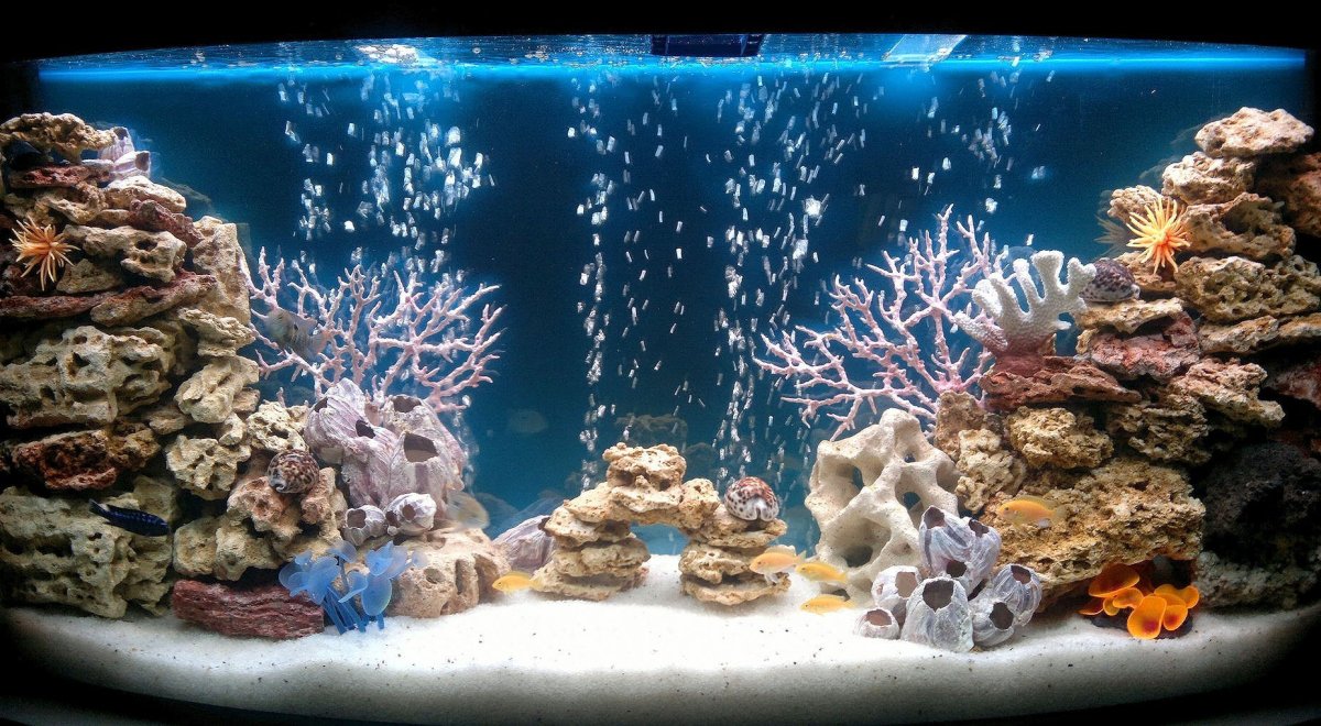 Акваскейп голландский