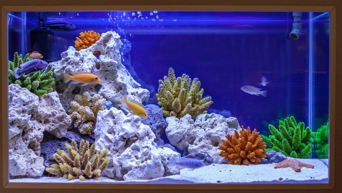 Аквариумные рыбки