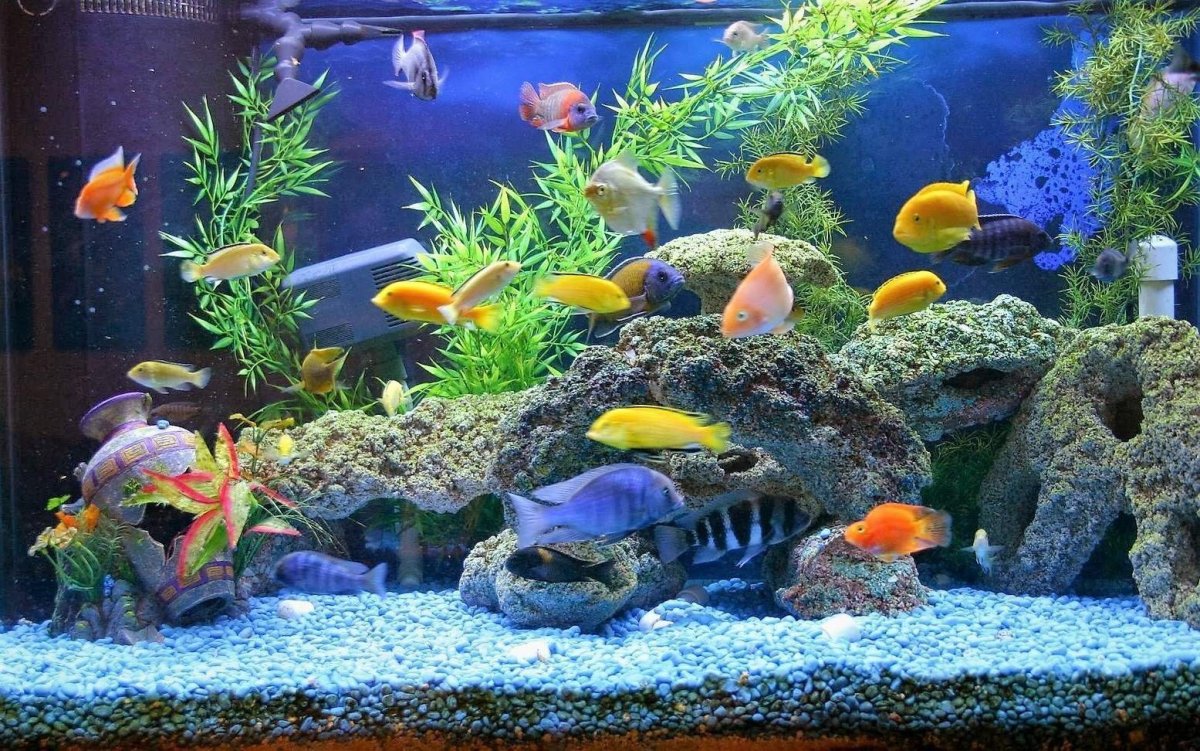 Дискусы аквариумные рыбки