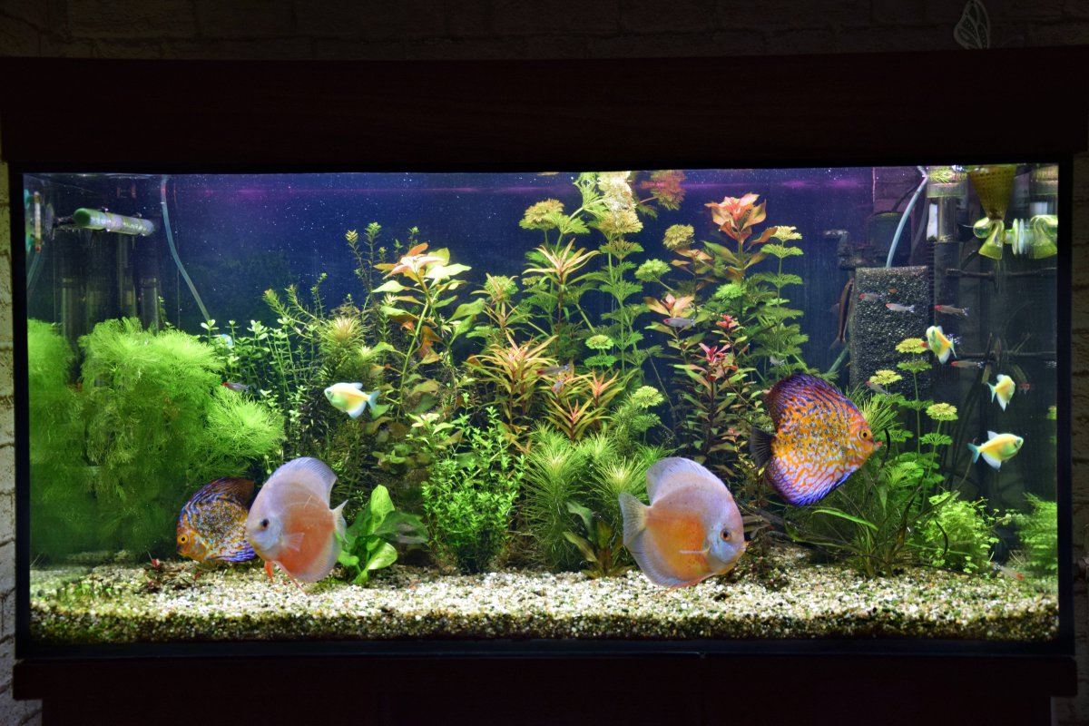 Акваскейп псевдоморе