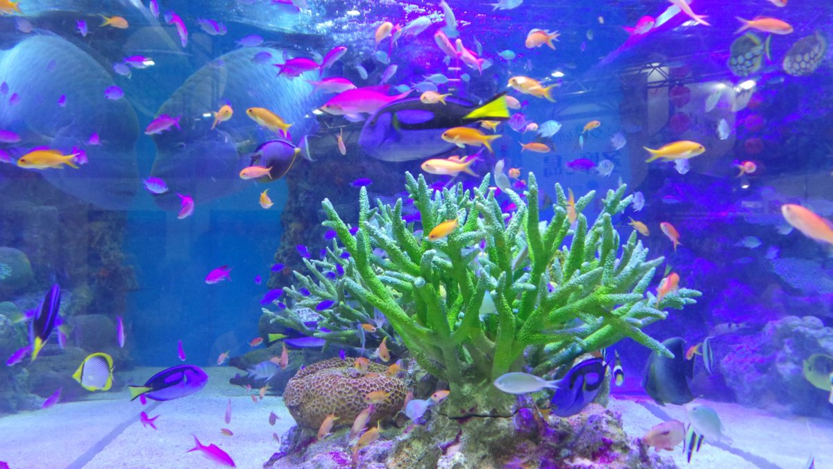 Морской аквариум