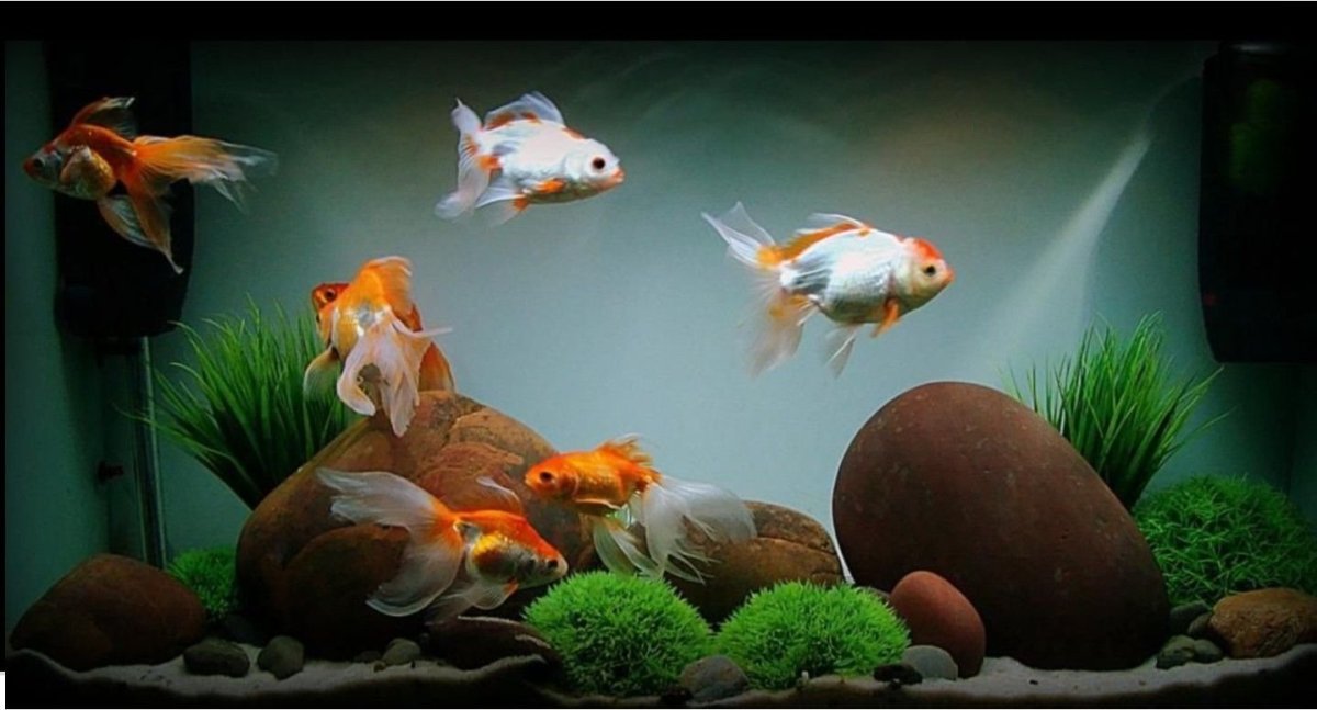 Морской рифовый аквариум