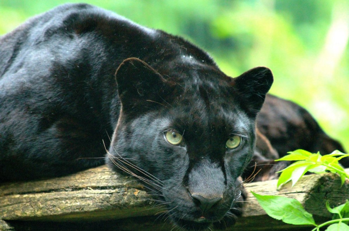 Черная пантера с зелеными глазами