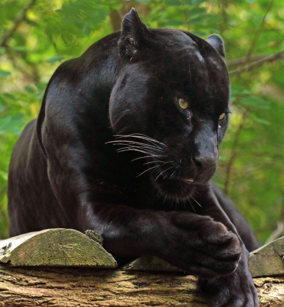 Пантера Багира