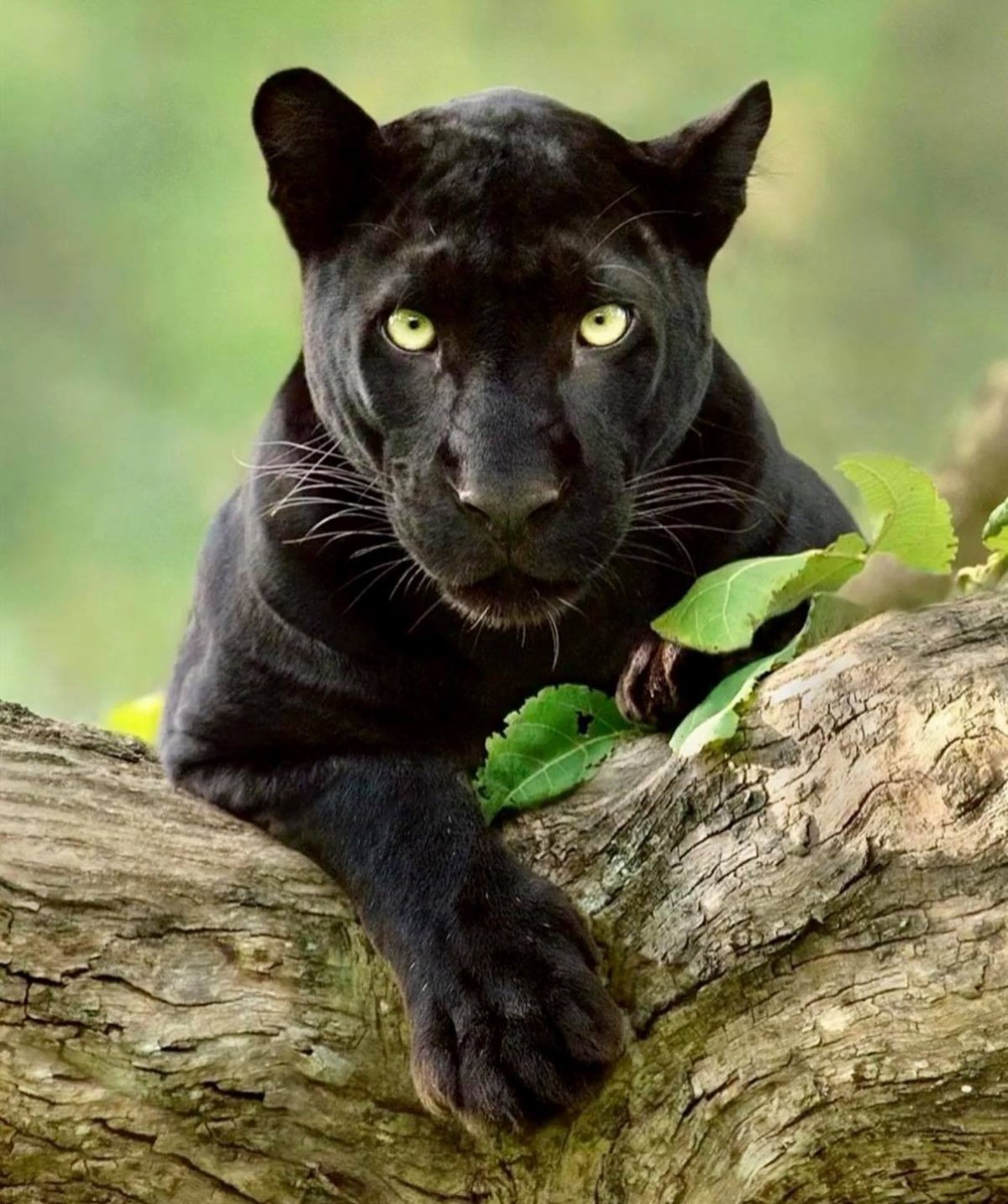 Пантера на черном фоне