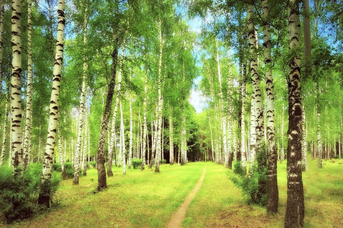 Березовая роща Томск
