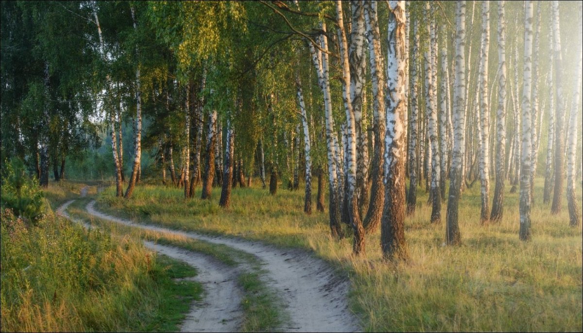 Природа Владимирской области березы